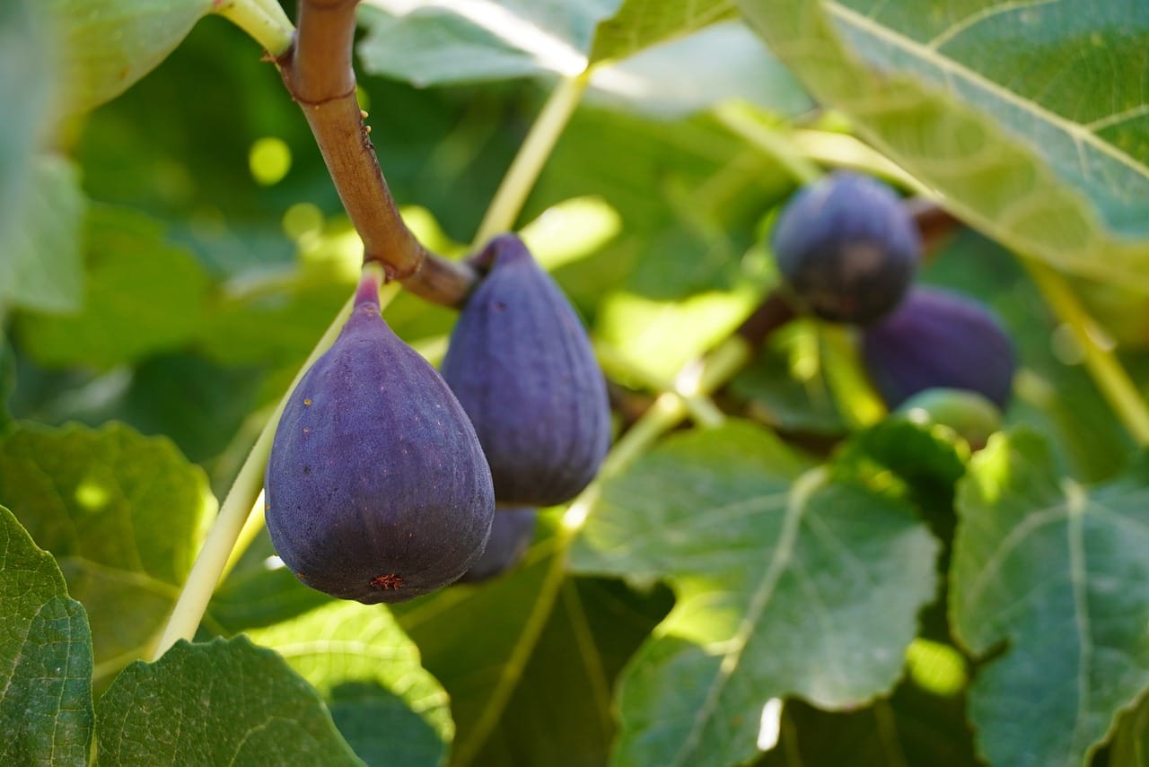 Mangiare fichi aiuta a controllare la glicemia alta? Scopri i benefici