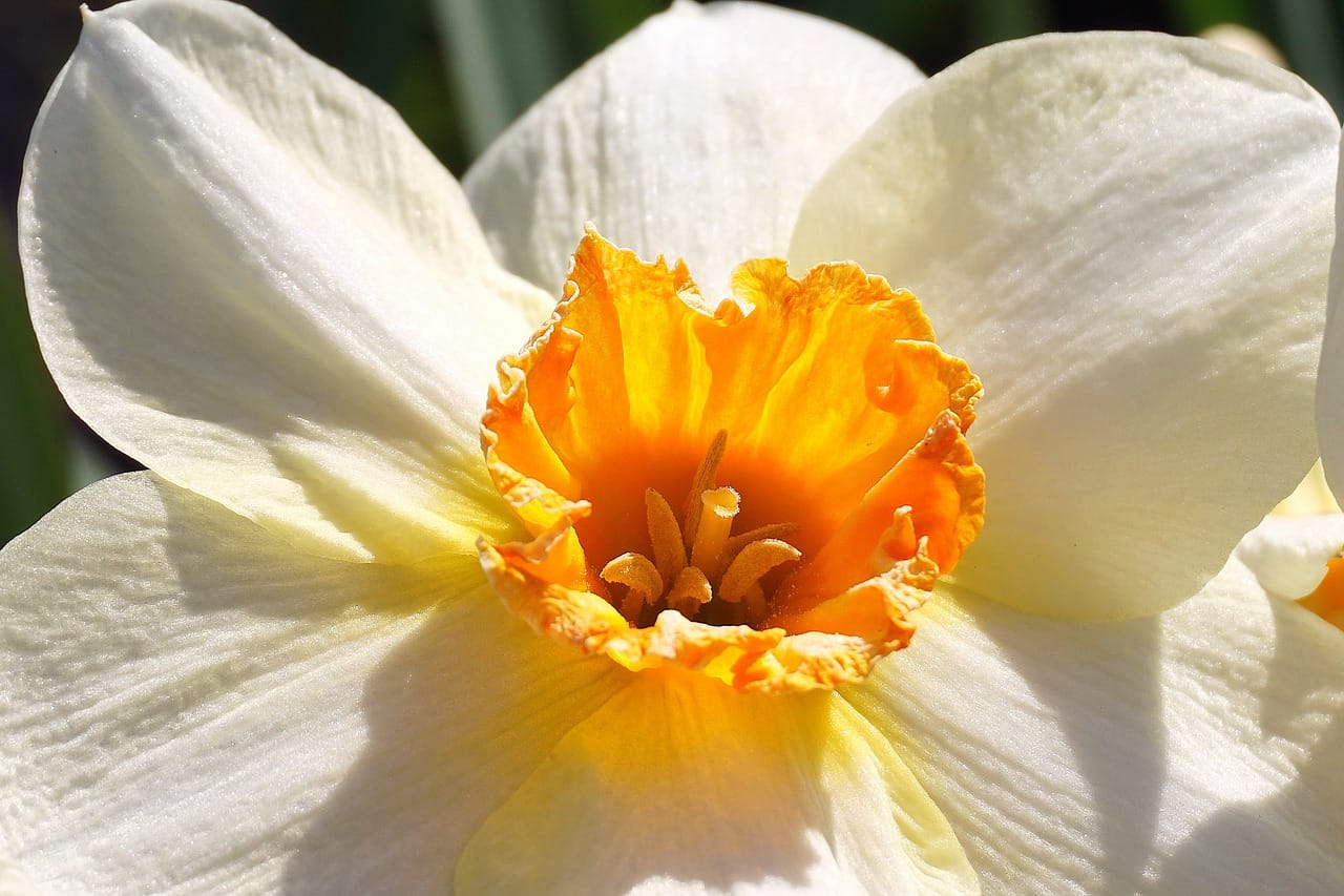 Narciso: Coltivazione e Piantagione del "Fiore dell'Egoismo"