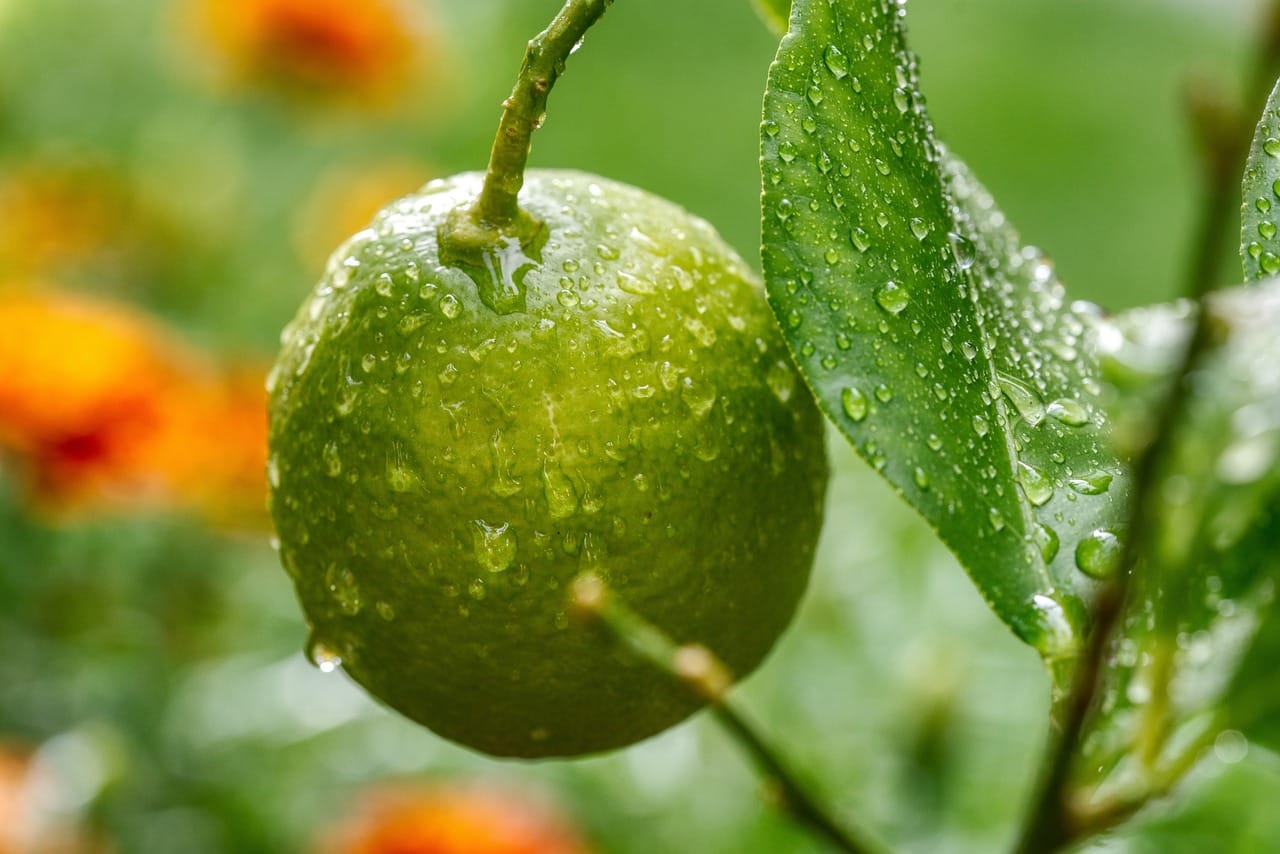 Come abbassare la glicemia e proteggere il cuore con il limone