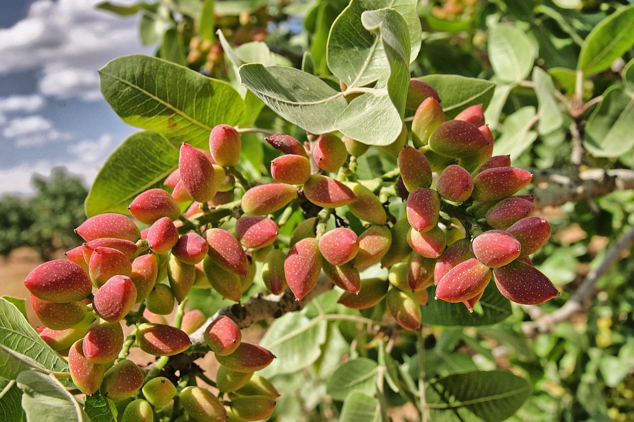 Pistacchio: come coltivare in vaso o in giardino il prezioso oro verde