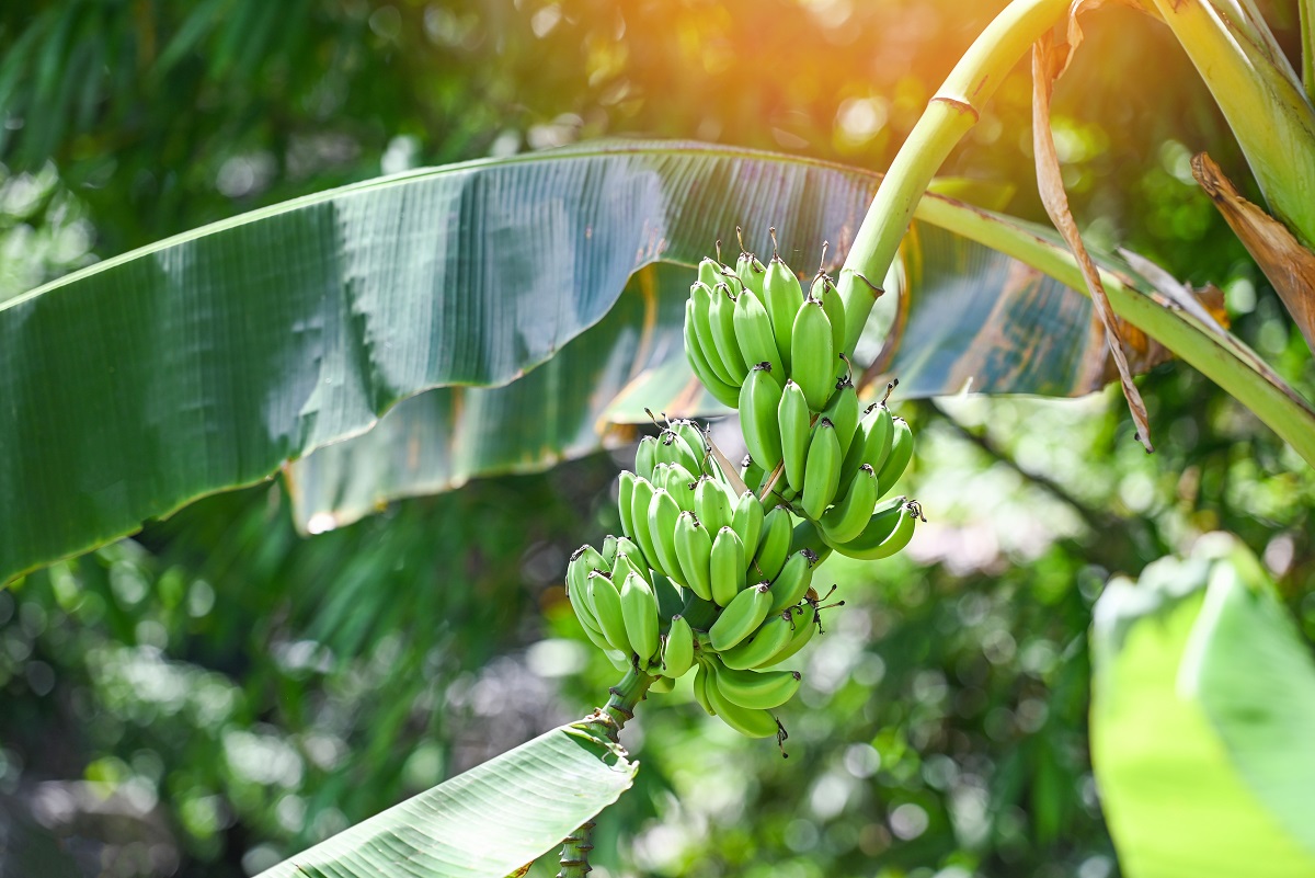 Colesterolo alto: questa frutta che pensi faccia bene può essere pericolosa per la salute